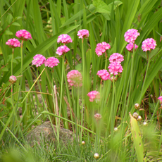 Wildflower Thrift (Sea Pink)